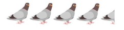 4 and a half pigeons