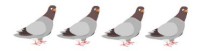 4 pigeons