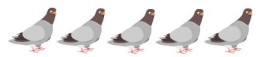 5 pigeons
